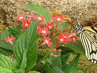�y���^�X(Pentas)