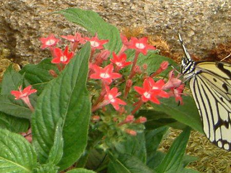 �y���^�X (Pentas)