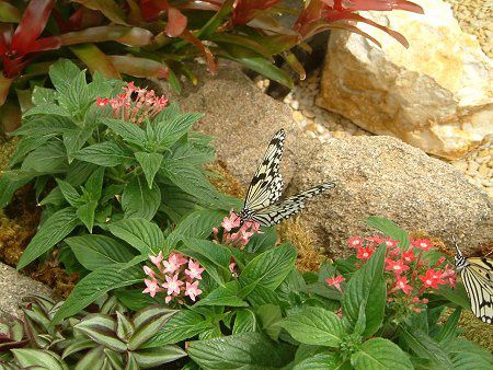 �y���^�X (Pentas)