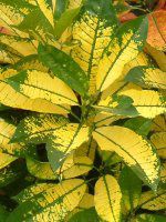 �N���g��(Croton)