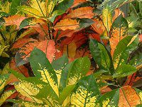 �N���g��(Croton)