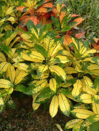 �N���g��(Croton)
