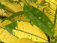 �N���g��(Croton)