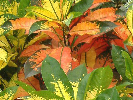 �N���g��(Croton)