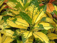 �N���g��(Croton)