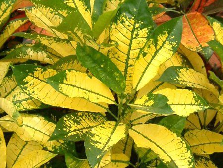 �N���g��(Croton)