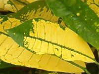 �N���g��(Croton)