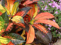 �N���g��(Croton)