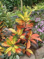 �N���g��(Croton)