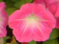 �l���ΉԔ�#88-�y�`���j�A(Petunia)
