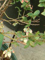 �u���[�x���[(Blue berry)0