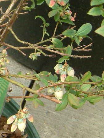 �u���[�x���[(Blue berry)
