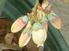 �u���[�x���[(Blue berry)