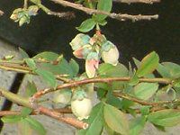 �u���[�x���[(Blue berry)