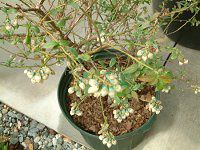 �u���[�x���[(Blue berry)