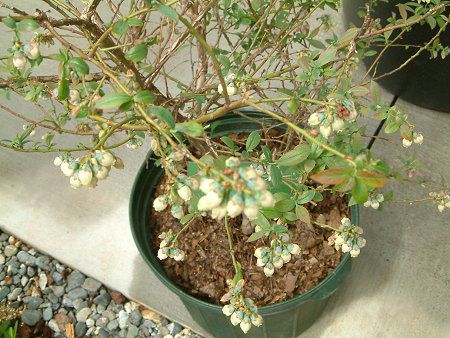 �u���[�x���[(Blue berry)