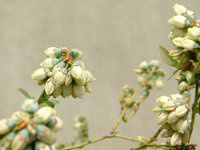 �u���[�x���[(Blue berry)