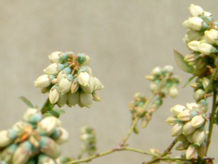 �u���[�x���[(Blue berry)