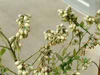 �u���[�x���[(Blue berry)