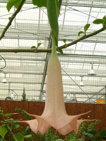 �G���W�F���X�E�g�����y�b�g�E�c���[(Angel's trumpet tree)