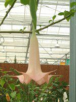 �G���W�F���X��g�����y�b�g�E�c���[(ANGEL'S TRUMPET TREE)