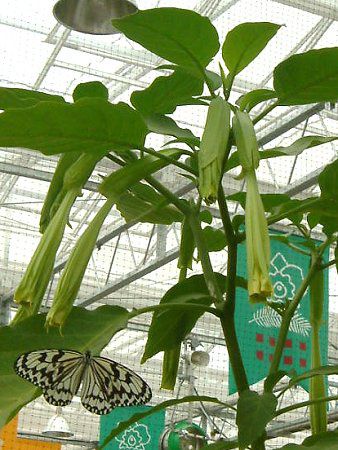 �G���W�F���X�E�g�����y�b�g�E�c���[(Angel's trumpet tree)
