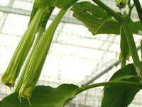 �G���W�F���X��g�����y�b�g�E�c���[(ANGEL'S TRUMPET TREE)