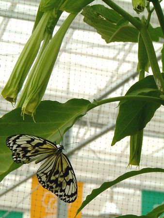 �G���W�F���X�E�g�����y�b�g�E�c���[(Angel's trumpet tree)