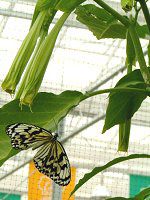 �G���W�F���X��g�����y�b�g�E�c���[(ANGEL'S TRUMPET TREE)