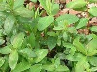 �q�y���J���E�J���V�i��(Hypericum calycinum)