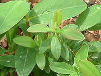 �q�y���J���E�J���V�i��(Hypericum calycinum)