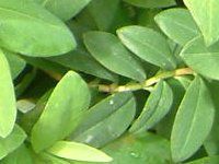 �q�y���J���E�J���V�i��(Hypericum calycinum)
