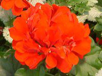�[���j�E��(Geranium)