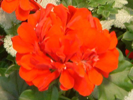 �[���j�E��(Geranium)