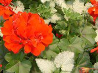 �[���j�E��(Geranium)