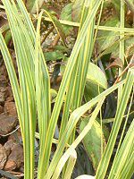 �p���p�X�O���X(pampas grass)
