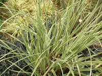 �p���p�X�O���X(pampas grass)