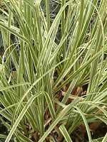 �p���p�X�O���X(pampas grass)