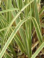 �p���p�X�O���X(pampas grass)