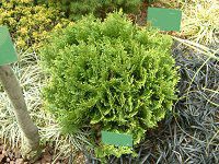 �j�I�C�q�o '���b�L�[(Thuja occidentalis' Meckii') 