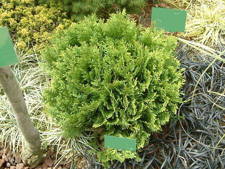 �j�I�C�q�o '���b�L�[(Thuja occidentalis 'Meckii')