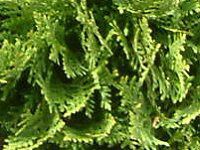 �j�I�C�q�o '���b�L�[(Thuja occidentalis 'Meckii')