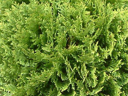 �j�I�C�q�o '���b�L�[(Thuja occidentalis 'Meckii')