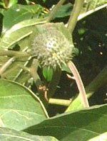 �_�c��(Datura)