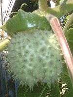 �_�c��(Datura)