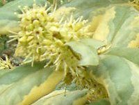 �`���C�j�[�Y�E�z�[���[ '�I�[ �X�v�����O'(Chinese holly 'O Spring')
