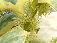 �`���C�j�[�Y�E�z�[���[ '�I�[ �X�v�����O'(Chinese holly 'O Spring')