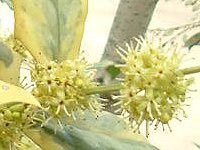 �`���C�j�[�Y�E�z�[���[ '�I�[ �X�v�����O'(Chinese holly 'O Spring')