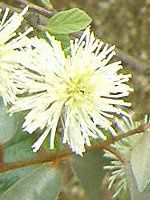 �O�~'���C�����C�g'(��� 'Limelight')