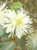�O�~'���C�����C�g'(��� 'Limelight')